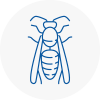 Ickenham Wasp Nest Removal